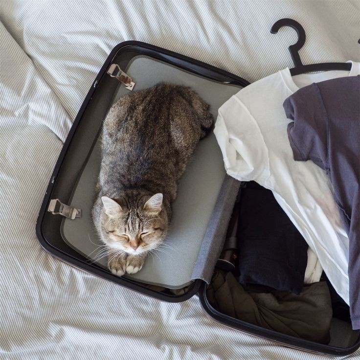 Viajar Con tu mascota